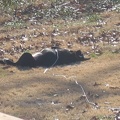 IMG 4579